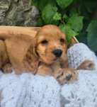 Cocker spaniel angielski pies suka szczeniak