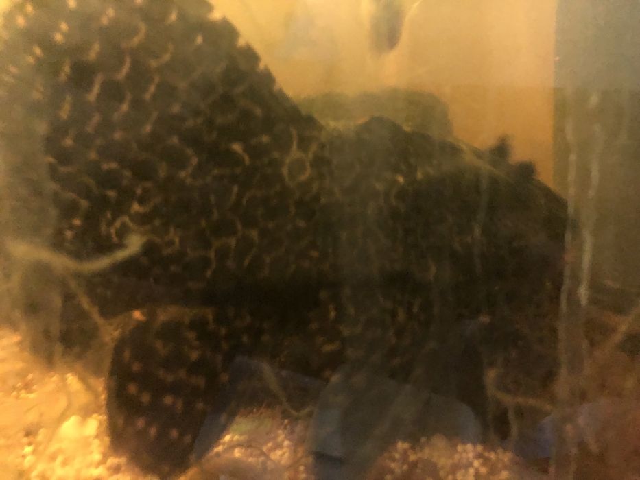 Peixe limpa vidro