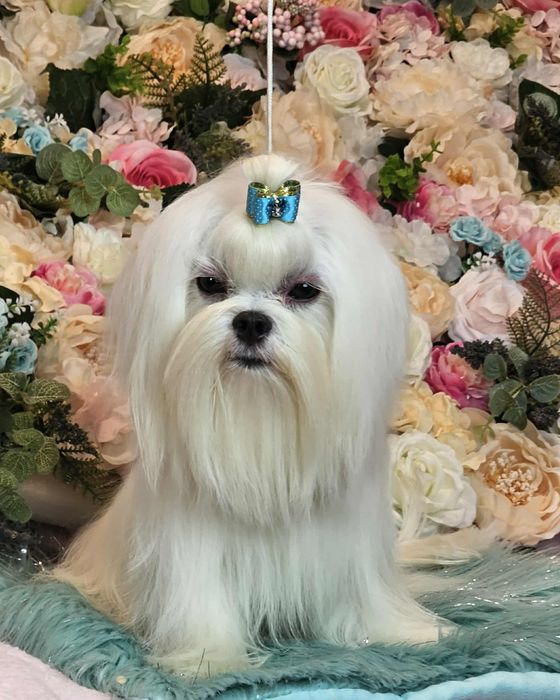 Przepiękny maltańczyk 12 miesięcy