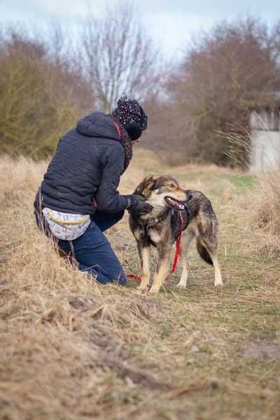 Młody i bardzo łagodny Drago szuka domku