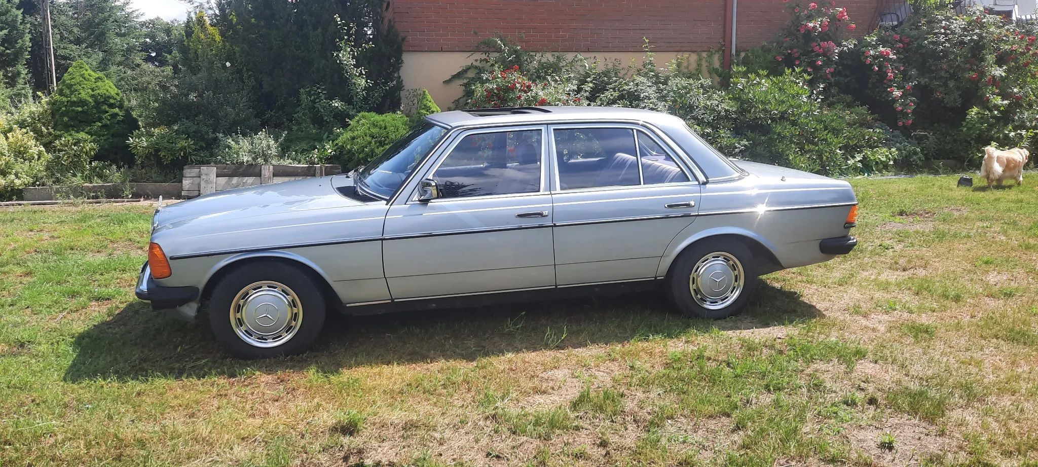 Mercedes-Benz W123 Mercedes-Benz Daimler-Benz W123 1981r oryginał 250 automat