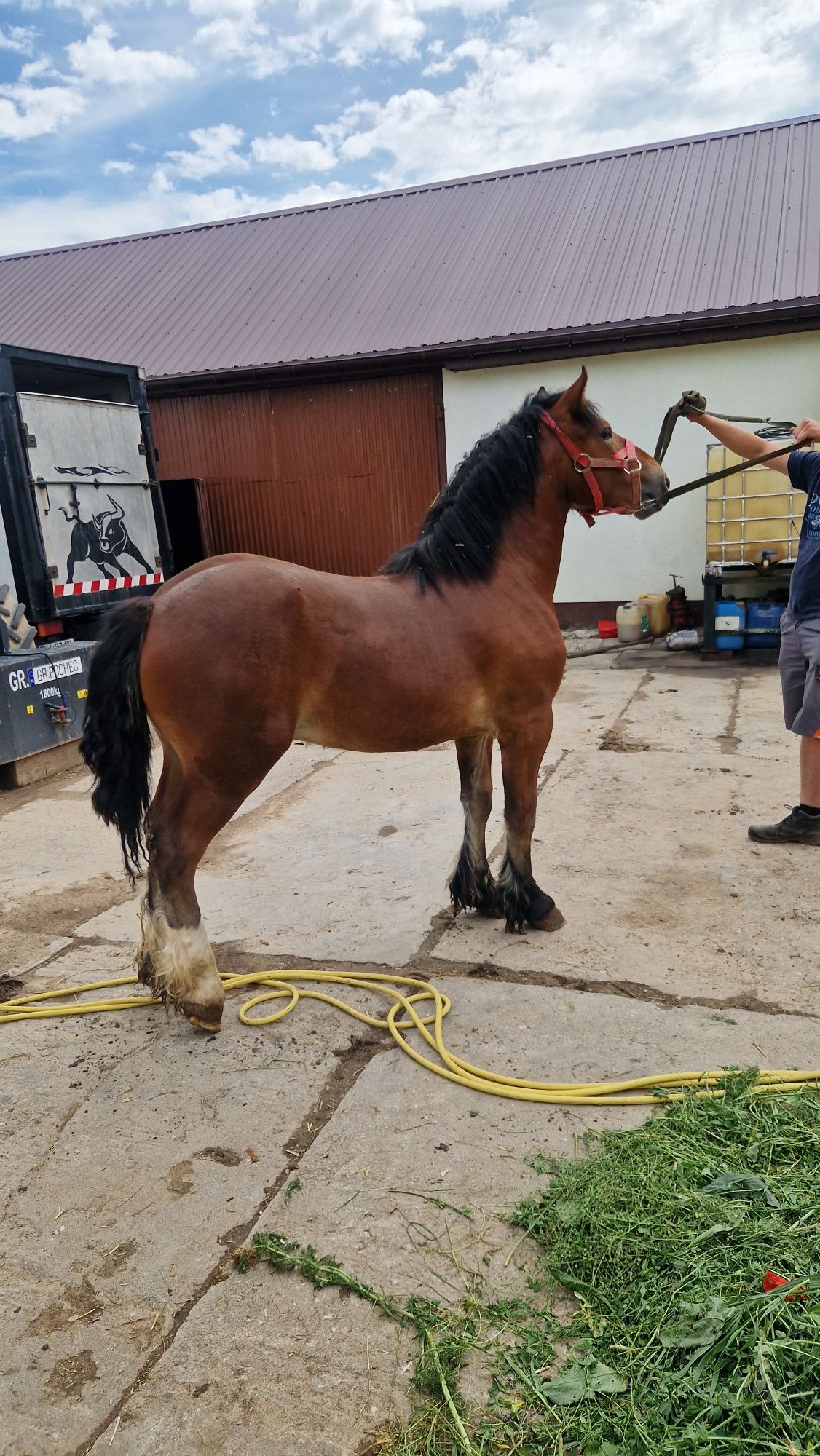 Sprzedam 2 klacze i 3 źrebaki