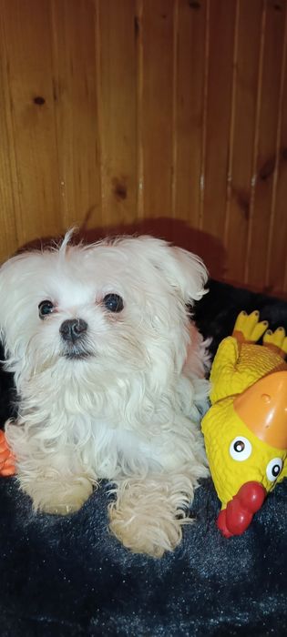 Mini sunia maltanczyk