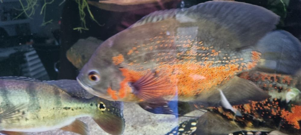 Pielegnica pawiooka para