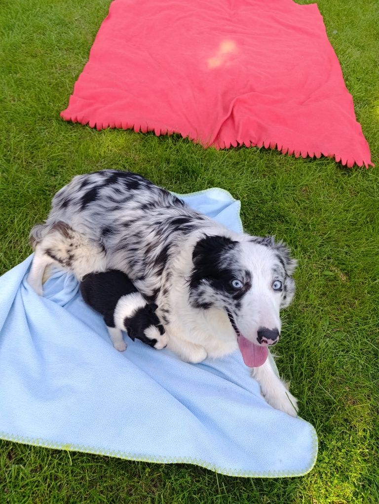 Border Collie Piesek