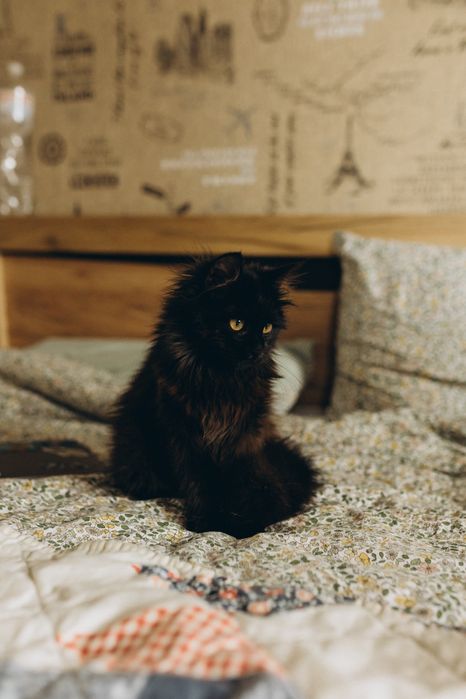 Кошеня чорно шоколадний хлопчик мальчик 5,5 місяців