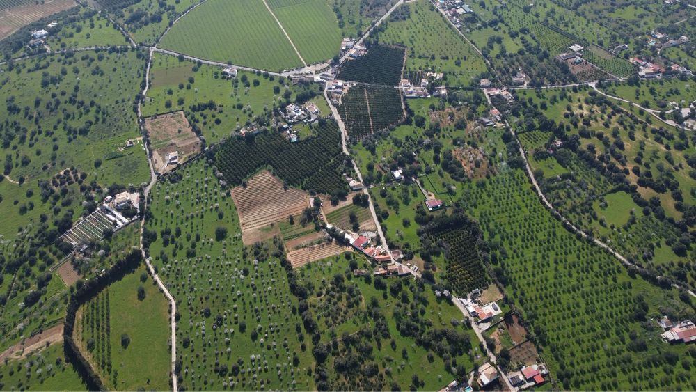Terreno de 1300 m2 com oliveras/alfarobeiras/azinheiro