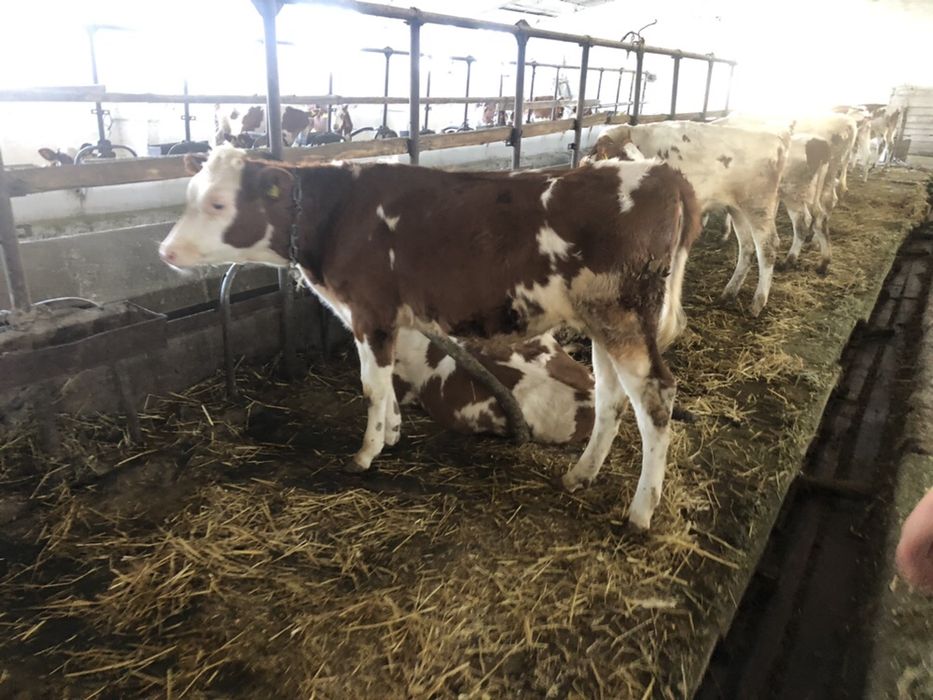 Бычки телята сементал