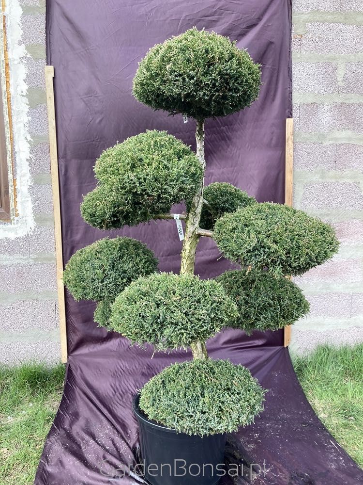 Drzewko BONSAI z jałowca - DOSTAWA - 150 cm - OKAZJA