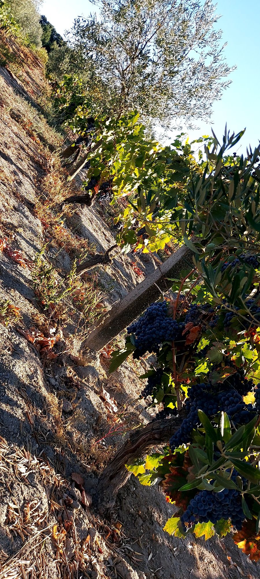 Uvas para vender