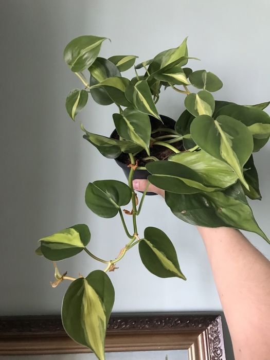 Филодендрон Бразил