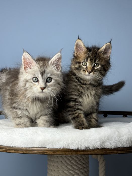 Котята медвежата мейн кун крупная линия 1.5 месяца девочки