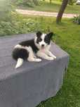 Border collie/ suczka ZKwP/ b