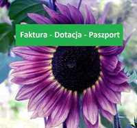 Słonecznik ozdobny na kwiat CHERRY QUEEN NASIONA * paszport * FVAT