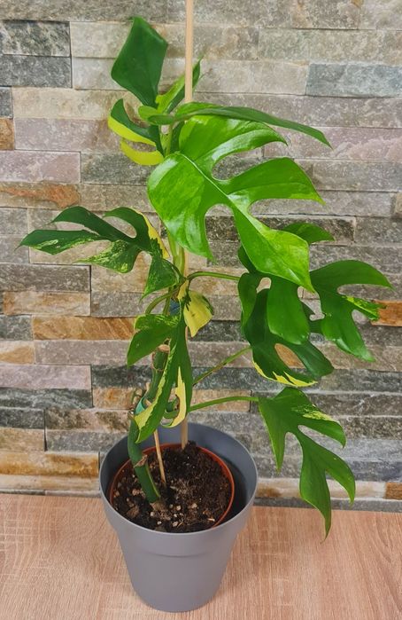 Rhaphidophora Tetrasperma Yellow Marilyn var,47cm