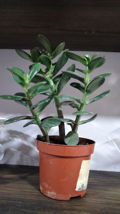 Домашні рослини, квіти