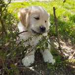 Golden Retriever szczeniaczek