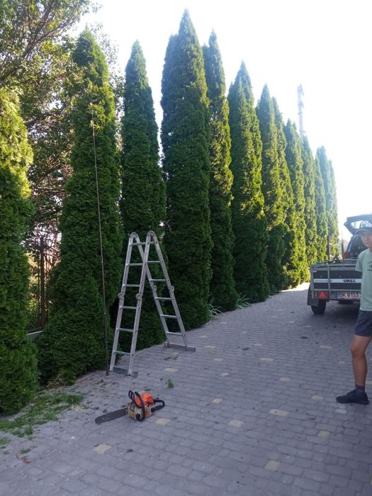 Стрижка чистка туй ялівців