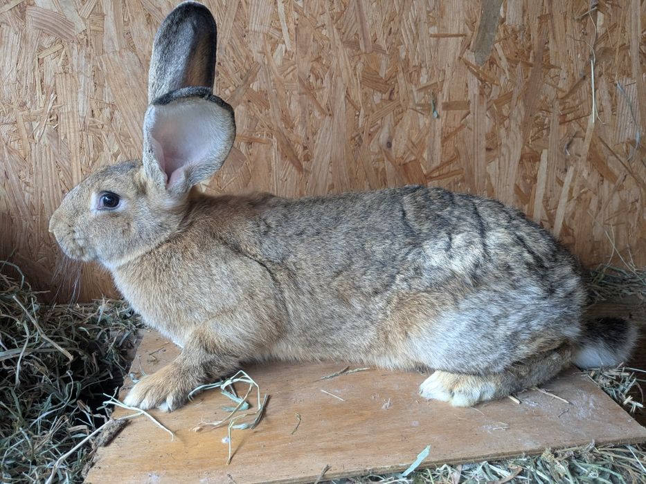 Króliki Olbrzym srokacz niemiecki/Olbrzym belgijski żółty