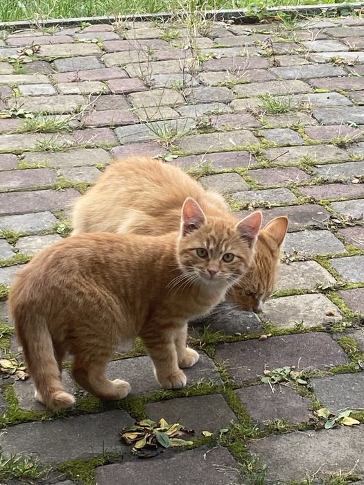 Руденький котик шукає сімʼю