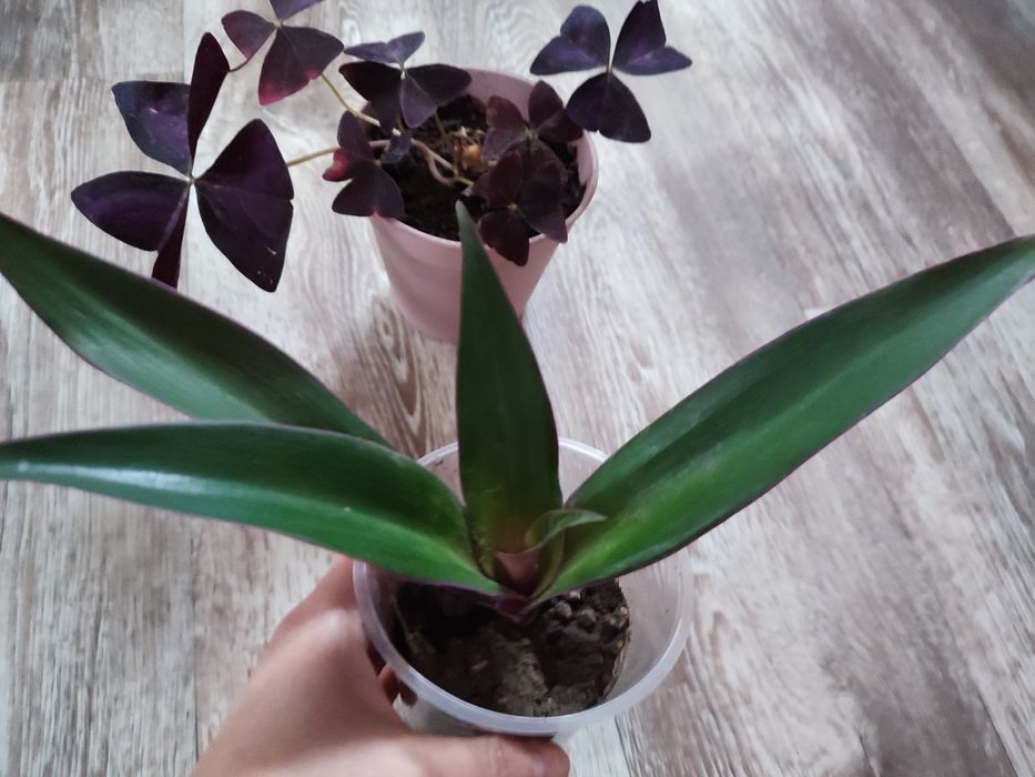 Набір кімнатні рослини оксаліс, традесканція, хлорофітум