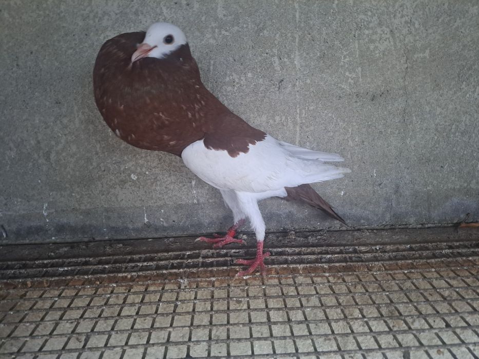 Garlacze siodlate niemieckie garlacz siodlaty czerwona samica