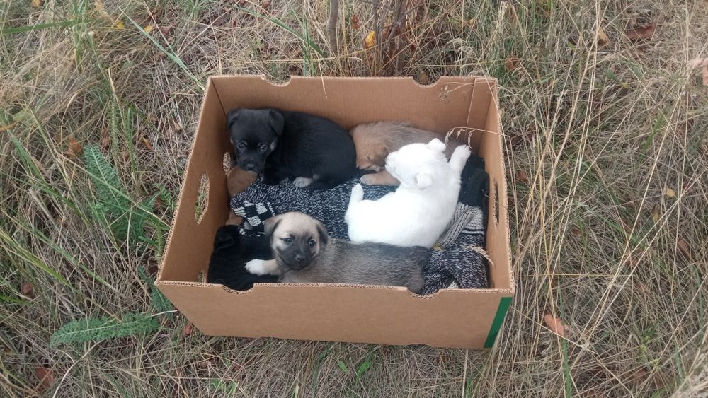 Шукають люблячих хозяїв