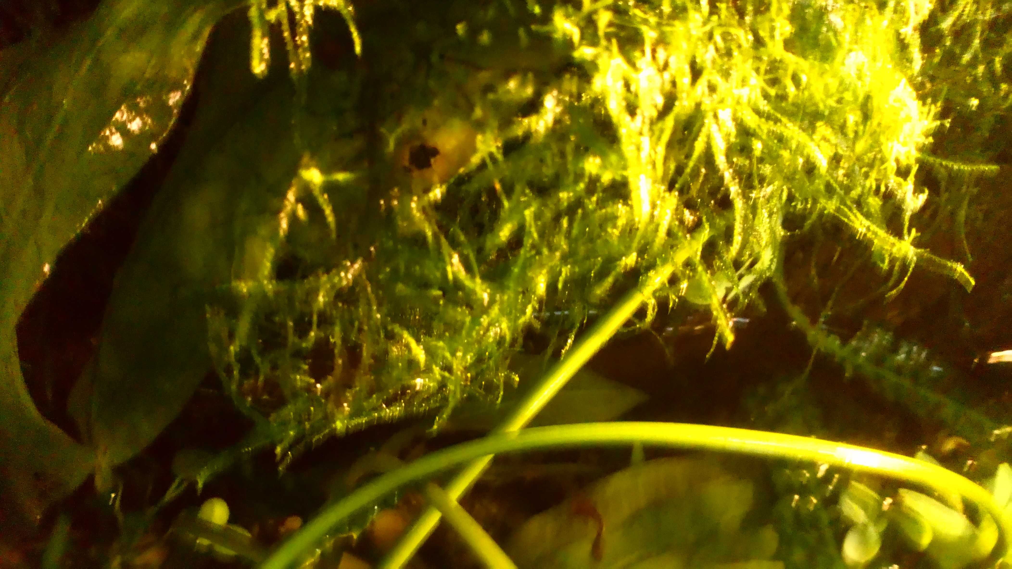 Rośliny akwariowe Mech zielony stringy moss