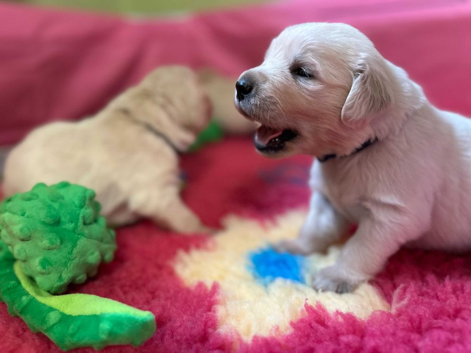 Golden retriever ZKwP FCI pies