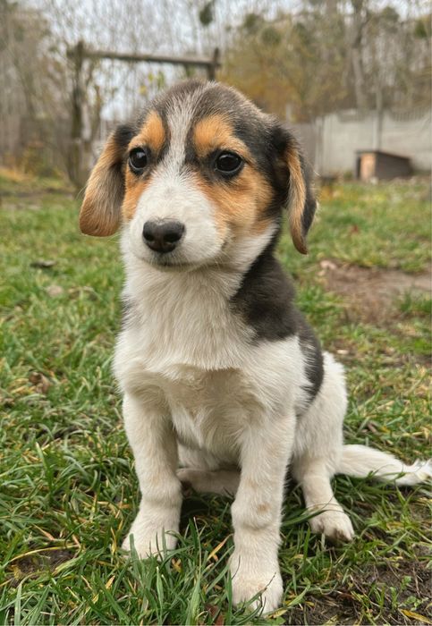 Щенята шукають новий дім!