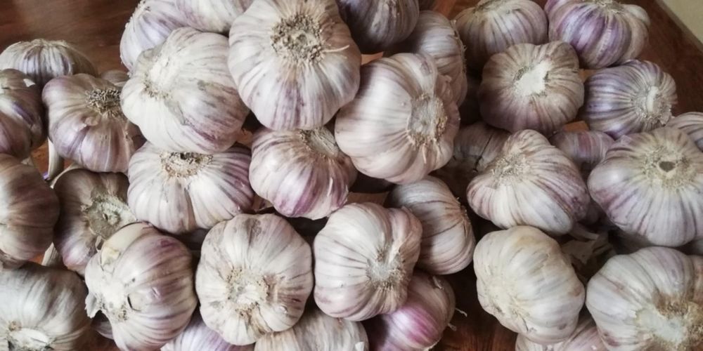 Czosnek zimowy Harnaś 5.0-5.5.  30 sztuk