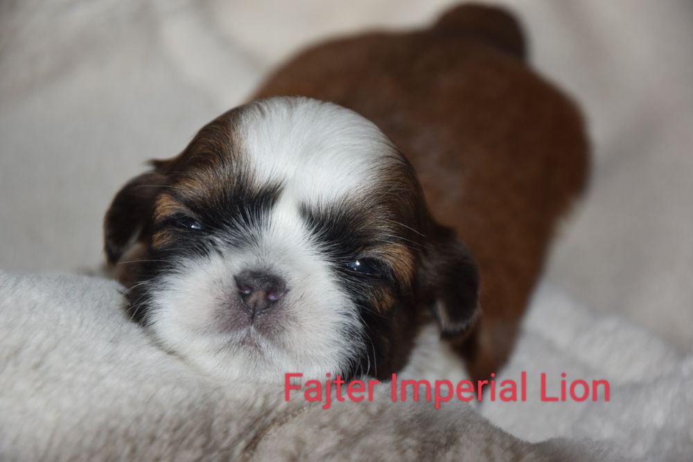Fajter pies Shih Tzu chłopczyk szczeniak rodowód
