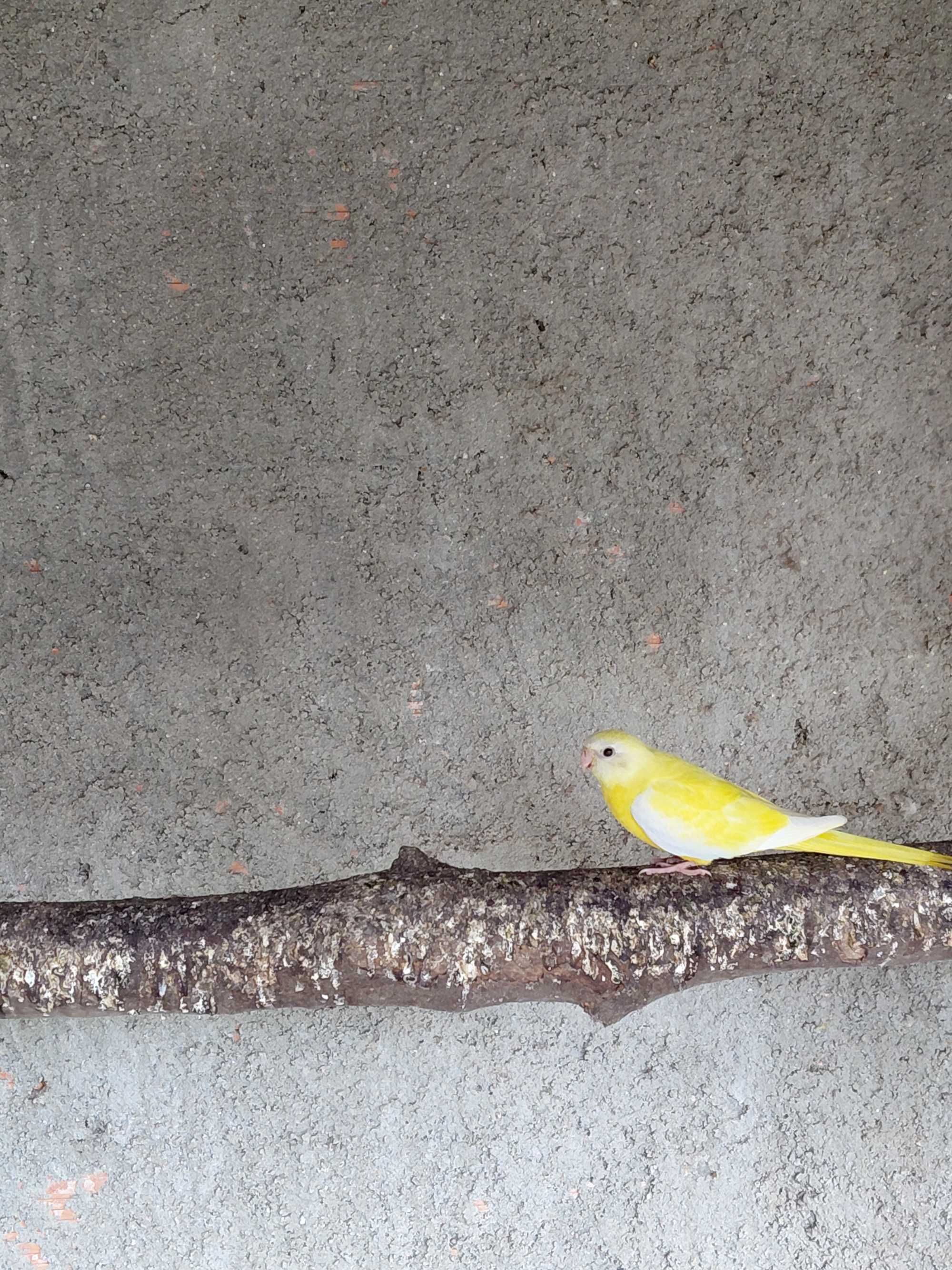 Aves barros da silva