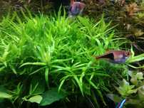 Heteranthera Zosterifolia na 3 plan. Hodowla podwodna.  Gratisy.