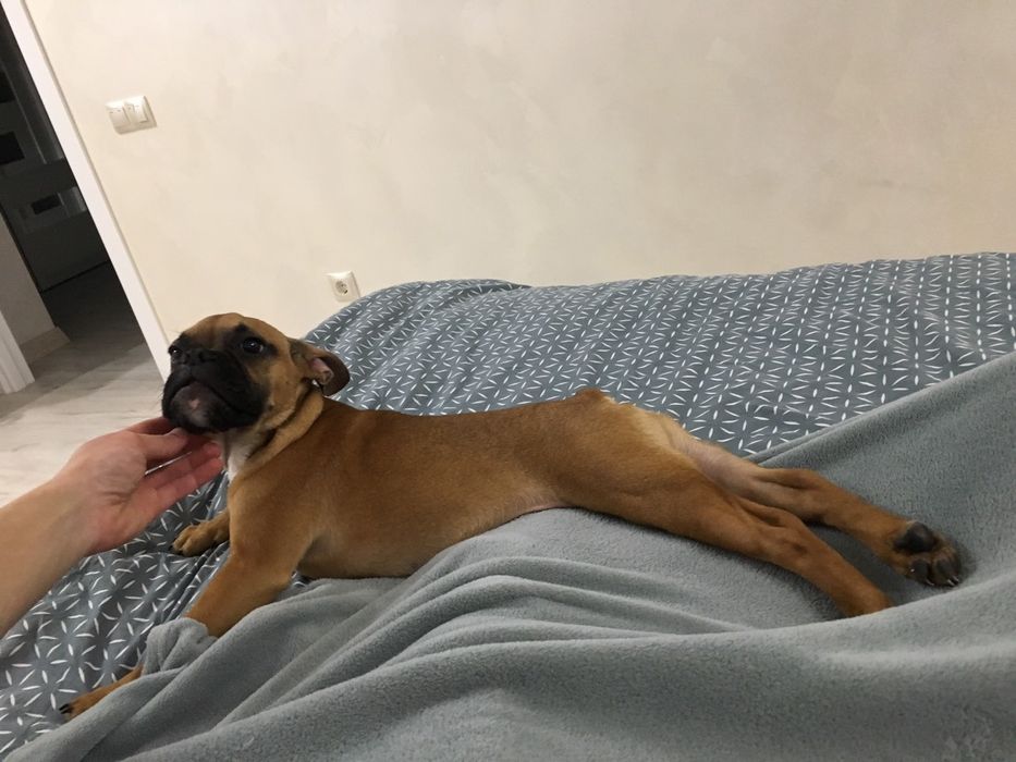 Передержка животных