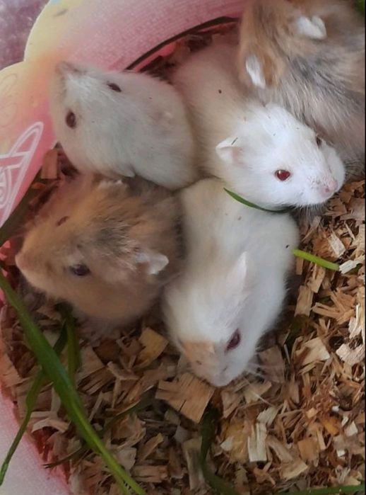 Хом'ячки джунгарики