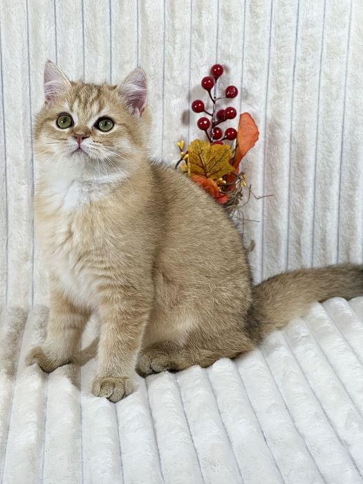 Золоте британське клубне кошеня