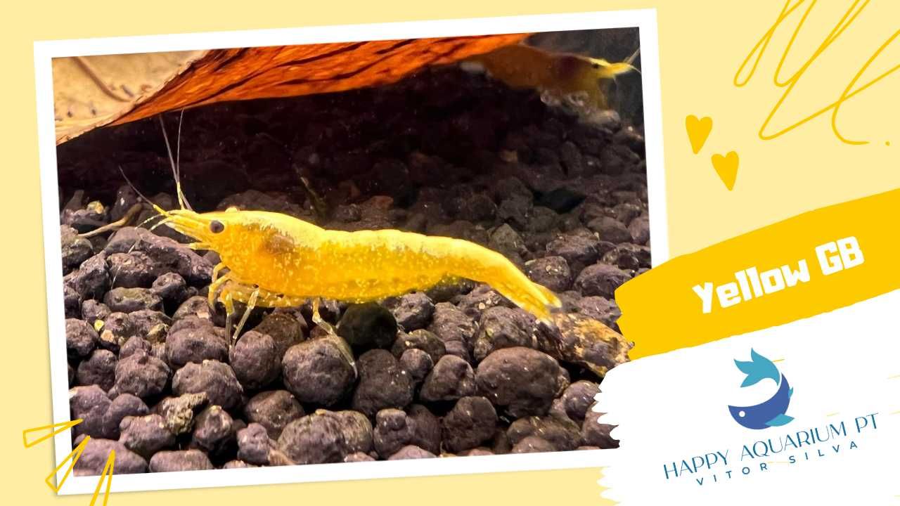 happyaquarium.pt - Neocaridina Yellow / Neocaridina Yellow Golden Back