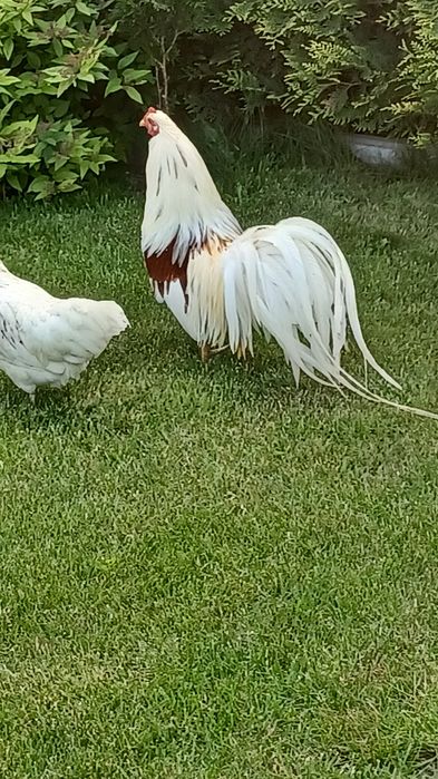 Kury ozdobne yokohama czereonosiodłata