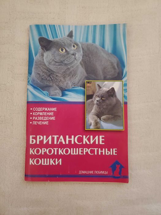 Британские короткошерстные кошки.