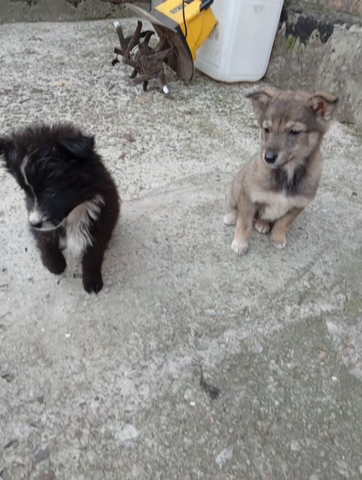 Віддам в добрі руки цуценят двомісячний