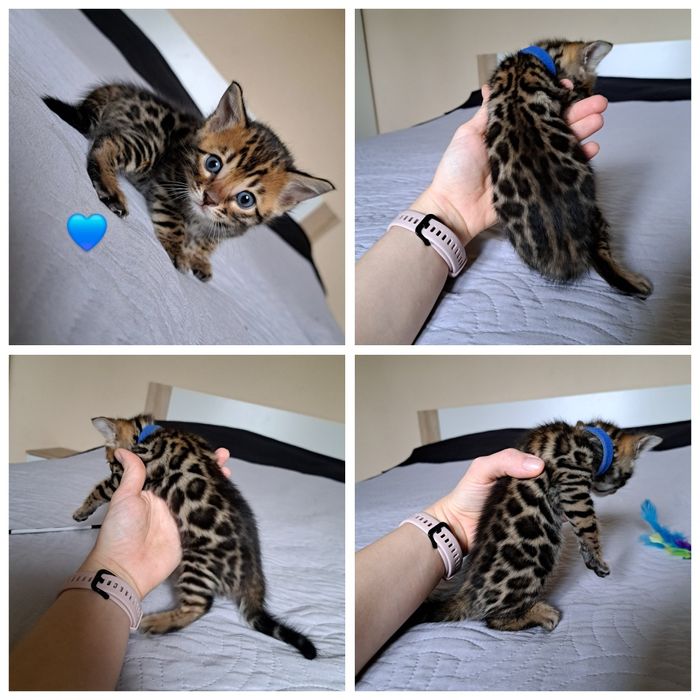 Kot bengalski kocurek bengal kocięta