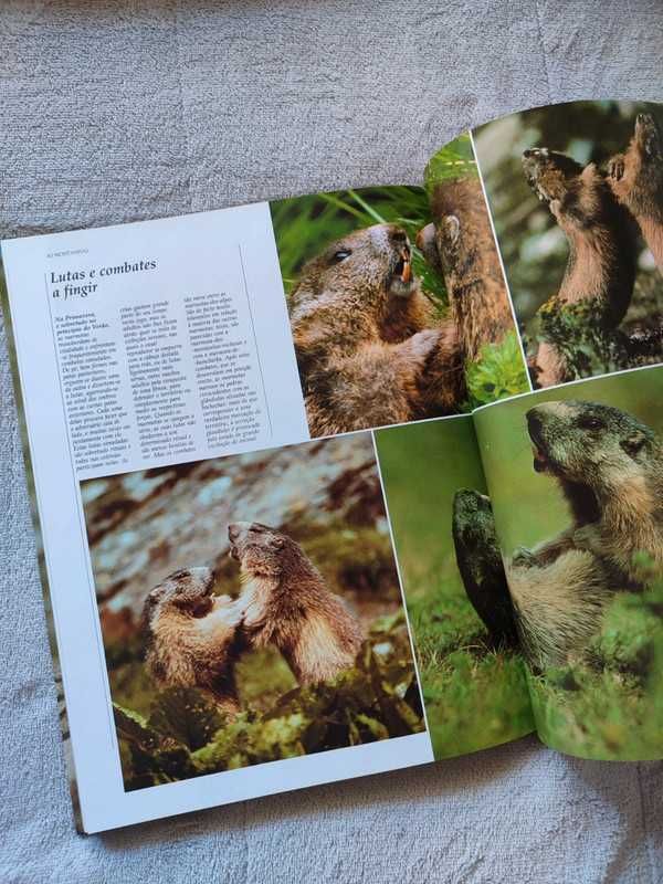 Livro: Vida Selvagem - Animais da Savana