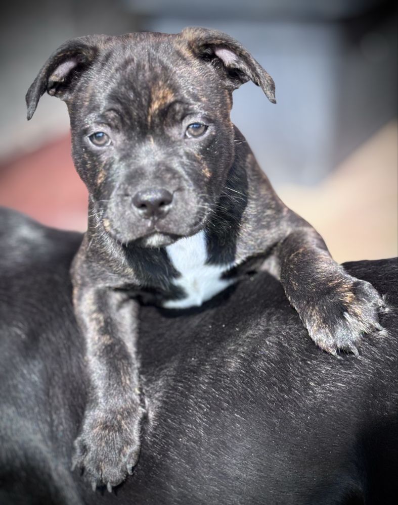 Staffordshire bull terrier,Staffik
