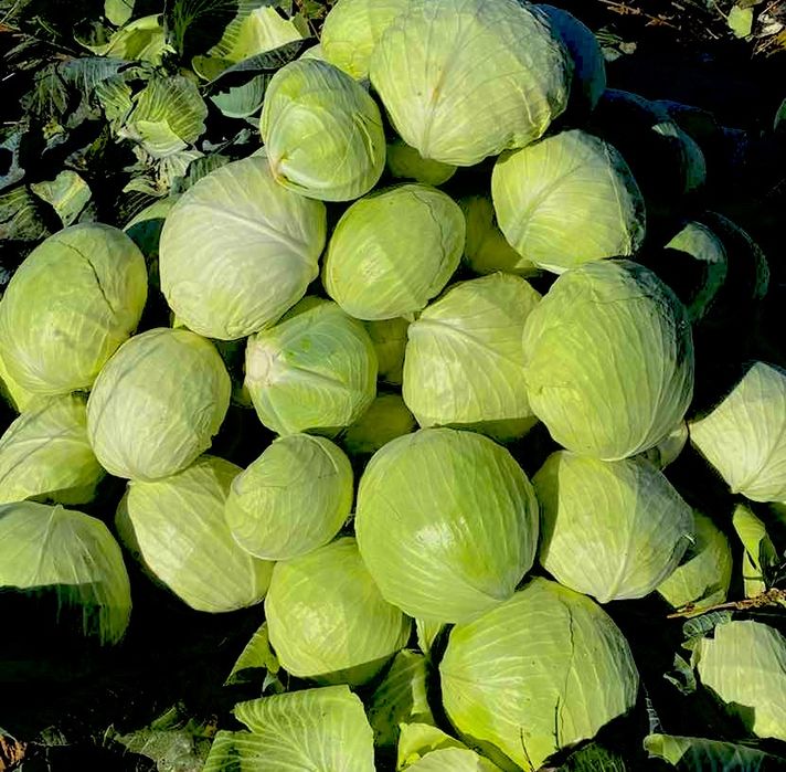 Продам капусту отп агресор