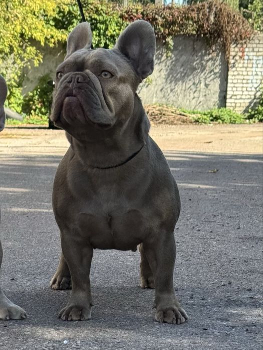 Французкий бульдог бигроп