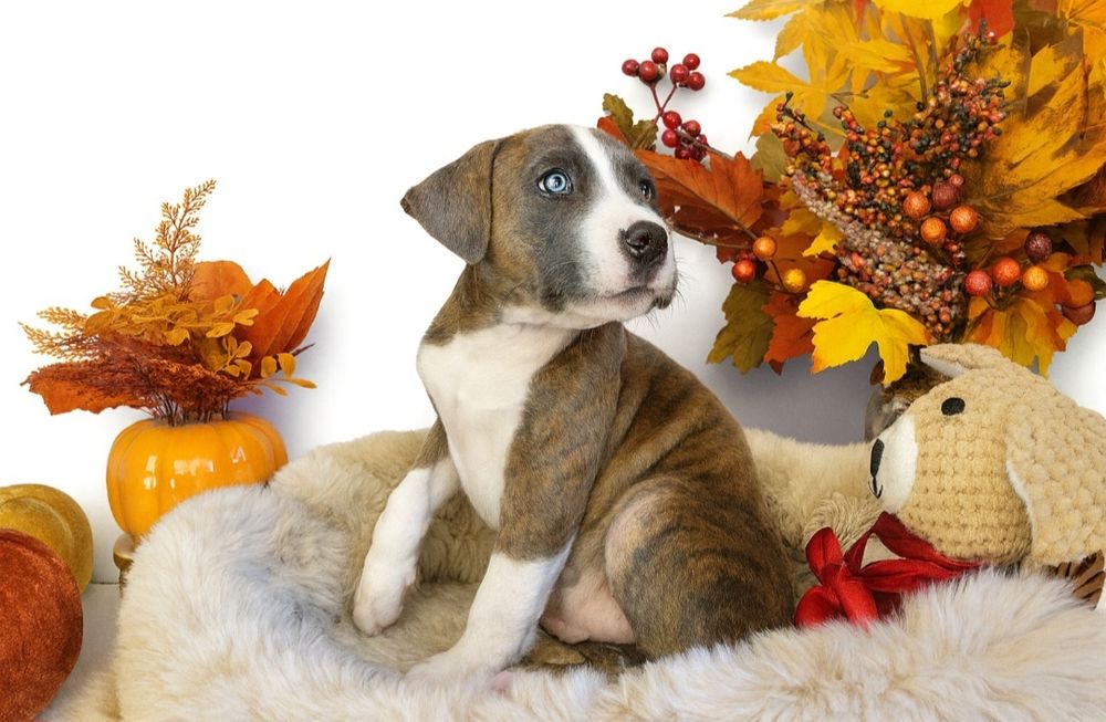 Śliczny piesek Amstaff!