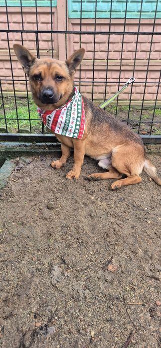 Mały piesek okolo 3 lata