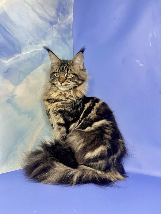 Мейн кун дівчинка 4 місяці