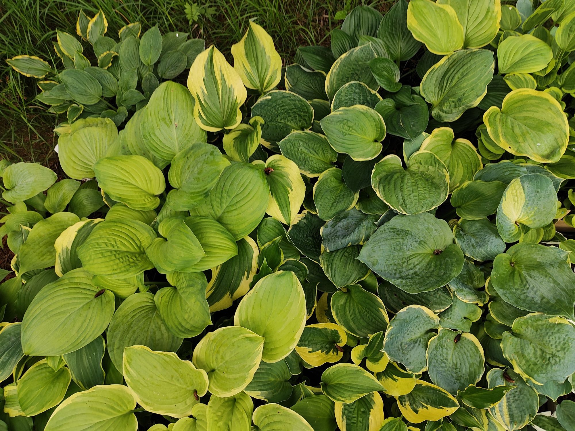 Funkia hosta różne odmiany